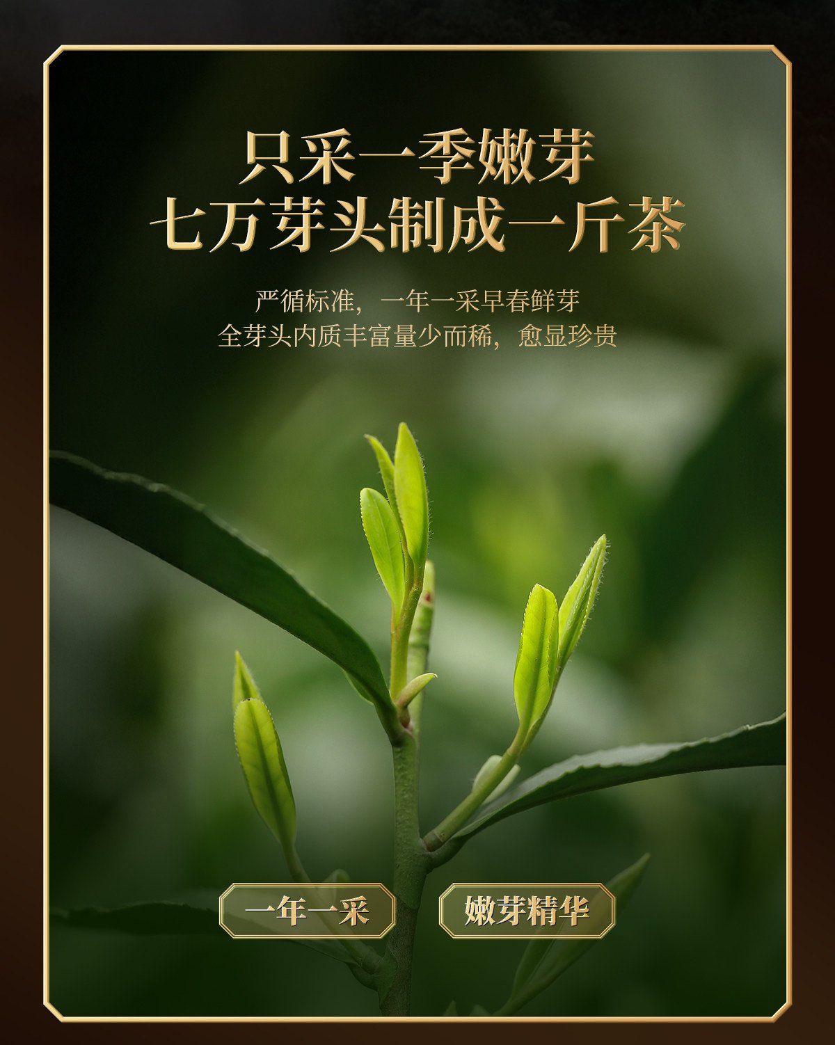 Jin Jun Mei Premium Black Tea, High-End Tea Gift Box